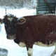 Illustration for article titled Snowy Cows